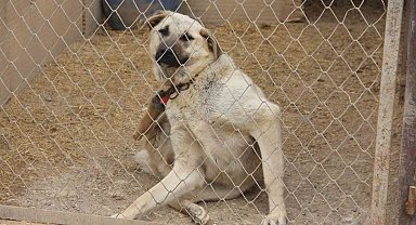 Uzman Kangal yetiştiricisi uyardı: "Yaz aylarında bu belirtilere dikkat"