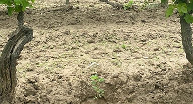 Üzüm bağında Hint keneviri yetiştirdi