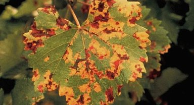 Üzüm üreticilerine "Bağ Mildiyösü" hastalığı uyarısı