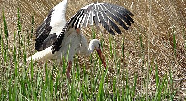 Van'da yanan sazlıklar yeniden yeşeriyor