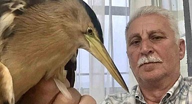 Vatandaşların bulduğu nesli tehlike altında olan balaban kuşları, koruma altına alındı