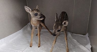 Vatandaşların bulduğu yavru karacalar koruma altına alındı