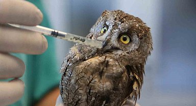 Veteriner hekimin bulduğu yaralı baykuş hayata tutundu