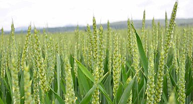 Yağışlar arpada ve buğday üreticilerinin yüzünü güldürdü
