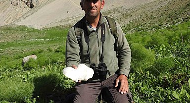 Yağmurların ardından vatandaşlar mantar topluyor