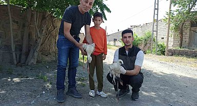Yaralı bulunan yavru leylekler tedavi altına alındı