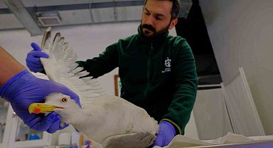 Yaralı martının imdadına yetiştiler