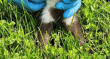 Yaralı sansar yavrusuna şefkat eli