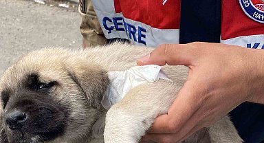 Yaralı yavru köpeğe hayvanları koruma timi müdahale etti