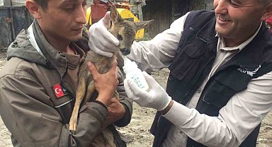 Yavru karaca koruma altına alındı