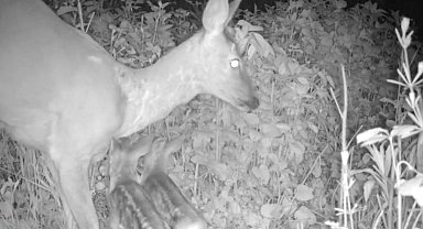 Yavru karacalar annelerine kavuştu