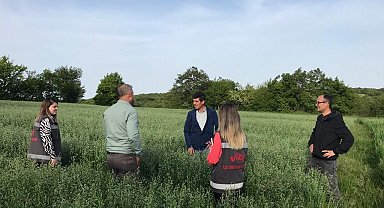 Yerli yulaf çeşitleri incelendi