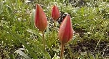 Yılda bir kez açan Manisa lalesi koruma altında