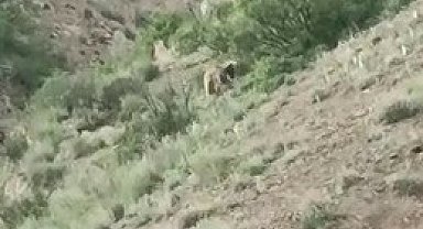 Yol kenarındaki ayı, sürücülerin ilgi odağı oldu