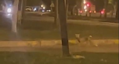 Yolunu şaşıran tilki, şehre indi