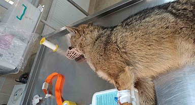 Yorgun düşen çakal bulundu