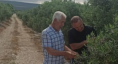Zeytin bahçelerinde denetimler sürüyor
