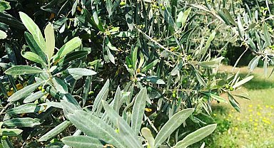 Zeytin güvesine karşı mücadele uyarısı