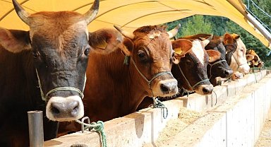 Zincir marketlerde kurbanlık satışı başladı