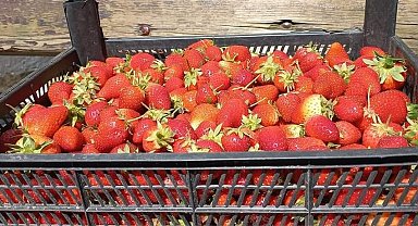 Zonguldak'ta hasatla birlikte çilekler raflarda yerini aldı