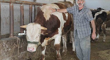 1 tonluk 'Şövalye' isimli tosun alıcısını bekliyor