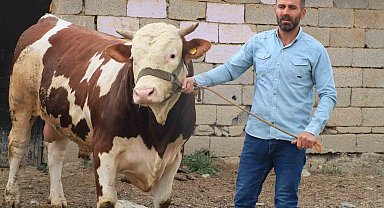 1 tonluk "Çalo", 130 bin liradan alıcısını bekliyor