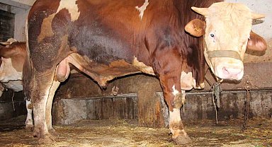 1 tonluk "Paşa" 125 bin liradan satışa çıktı