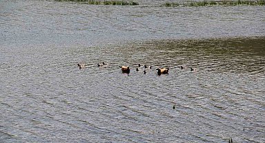11 yavrusuyla birlikte yüzen angutlar hoş manzaralar çıkardı