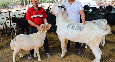 185 kiloluk 'Karbeyaz' 20 bin liraya satıldı