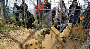2 bin 935 hayvan sahiplendirildi