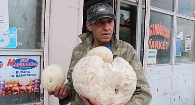 3 kilogramlık mantar görenleri hayrete düşürdü