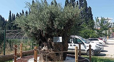 30 kilometre uzaktan taşınan bin yıllık zeytin ağacının bakımı özenle yapılıyor