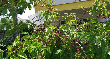 'Göz Hakkı' diye dut ağacın astığı yazı yürekleri ısıttı