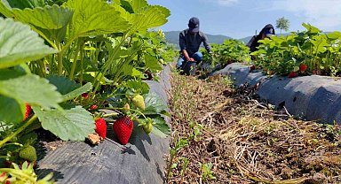 'Kırmızı elmas'ın ilk hasadı yapıldı