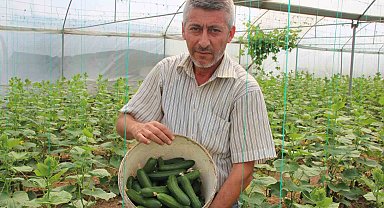 'Marmara'nın Küçük Antalya'sı' olarak bilinen Söğüt ve İnhisar ilçelerine bağlı köylerde salatalık hasadı başladı