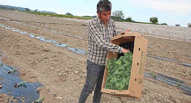 'Osmaneli Karpuzu'nun son fideleri toprakla buluşuyor