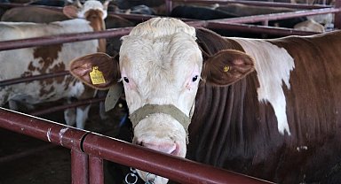 'Tarım Cebimde' uygulaması ile kurbanlıkların bütün bilgilerine ulaşılıyor