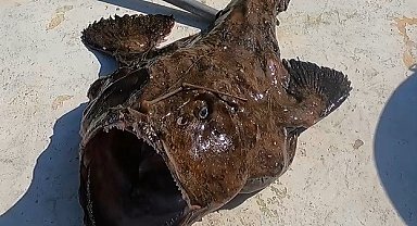 50 kiloluk dev fener balığı yakaladı