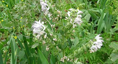 600 adet bulunan Siirt adaçayının çiçeklerini koparanlara 244 bin 315 lira ceza veriliyor