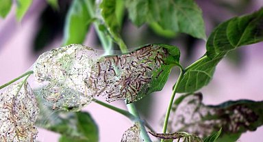 628 bitki türene zarar veriyor