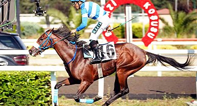 97. Gazi Koşusu'nun kazananı Urfa Aslanı oldu