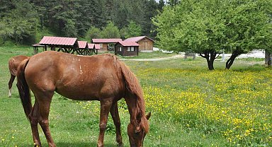 Abant Gölü Milli Parkı çiçek bahçesine döndü