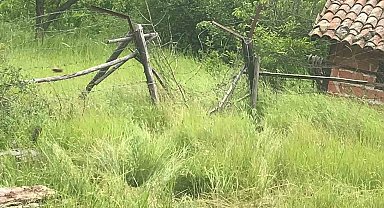 Aç kalan ayılar arı kovanlarını parçaladı