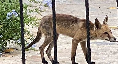 Aç kalan tilki evlere kadar indi