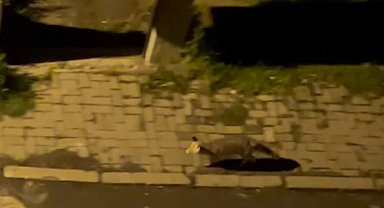 Aç kaldığı düşünülen tilki şehir merkezine indi