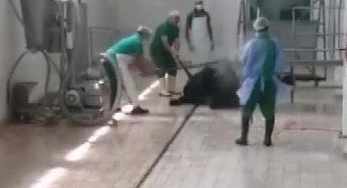 Adana Et ve Süt Kurumu'nda skandal görüntüler