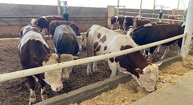 Adıyaman'da kurbanlık satışları başladı