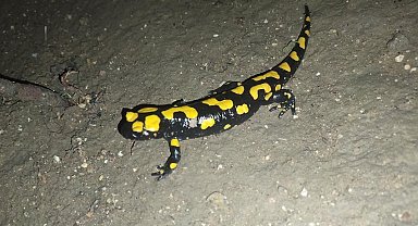 Adıyaman'da sarı benekli semender görüldü