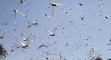 Afganistan'da çekirge istilası