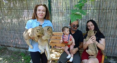 Afrika aslanı Sultan 6 yavru birden dünyaya getirdi